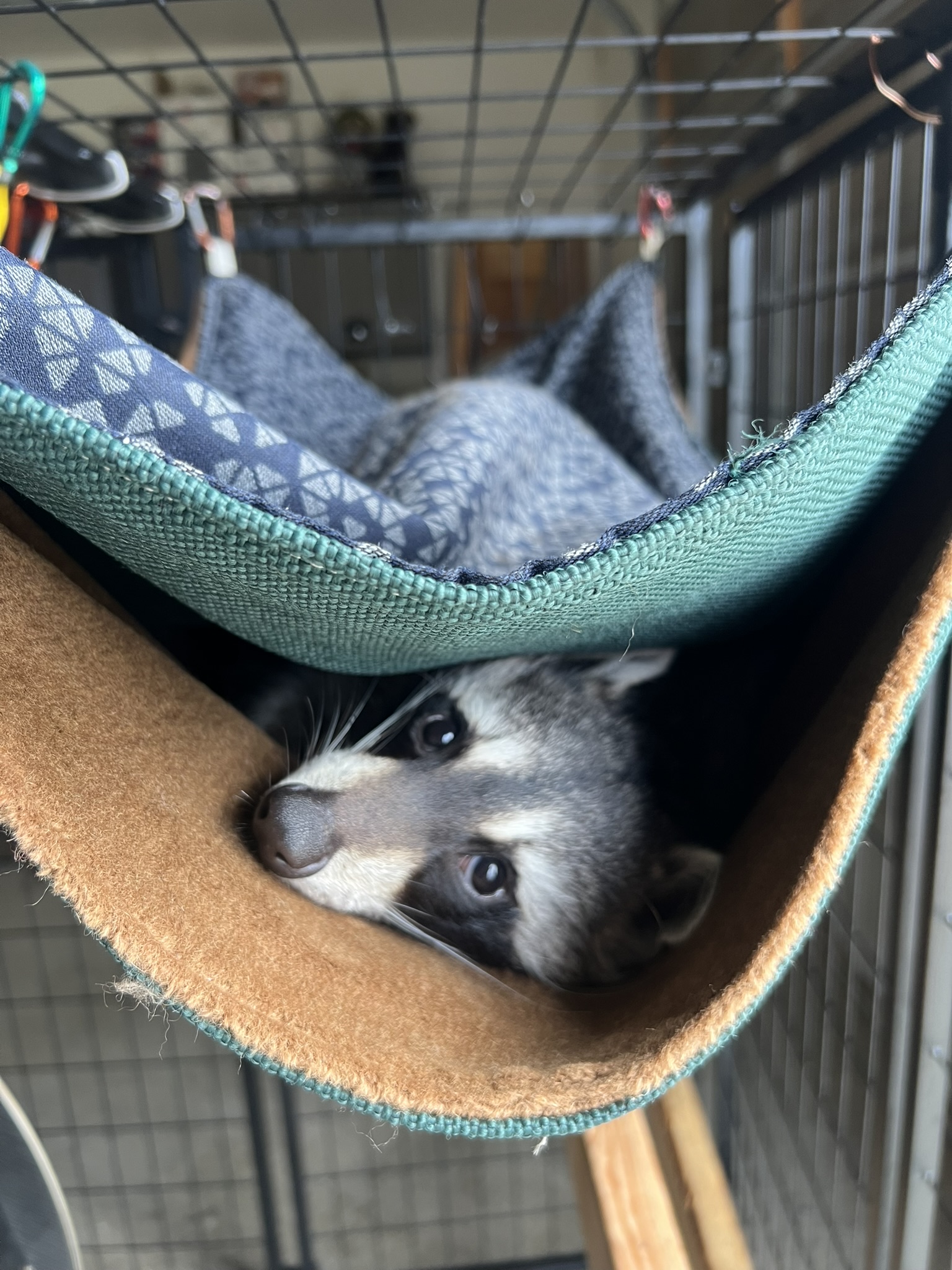 Raccoon 10