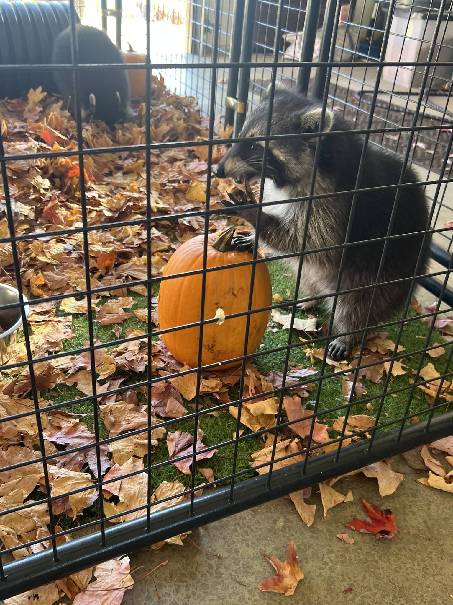 Raccoon 11