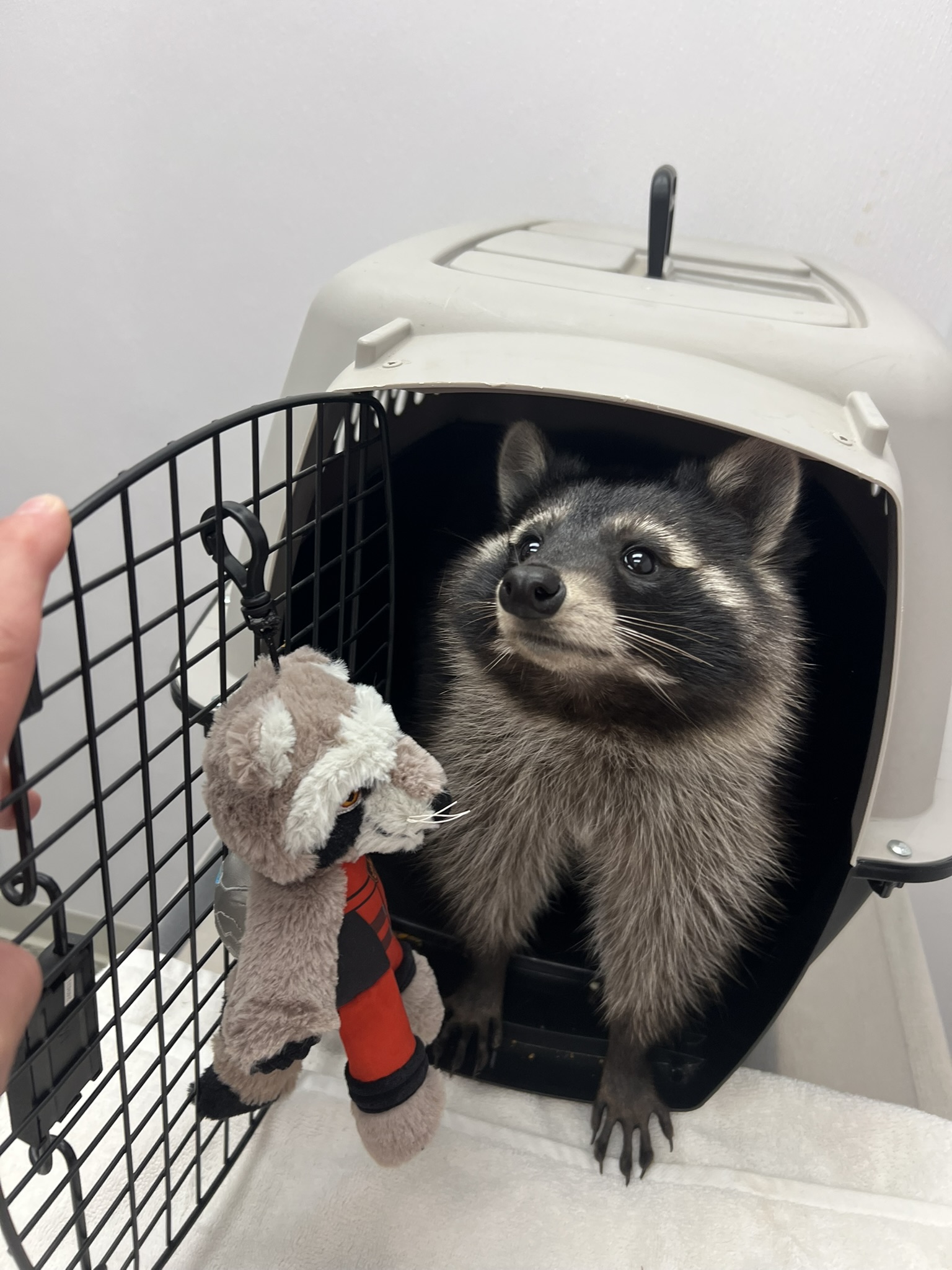 Raccoon 12