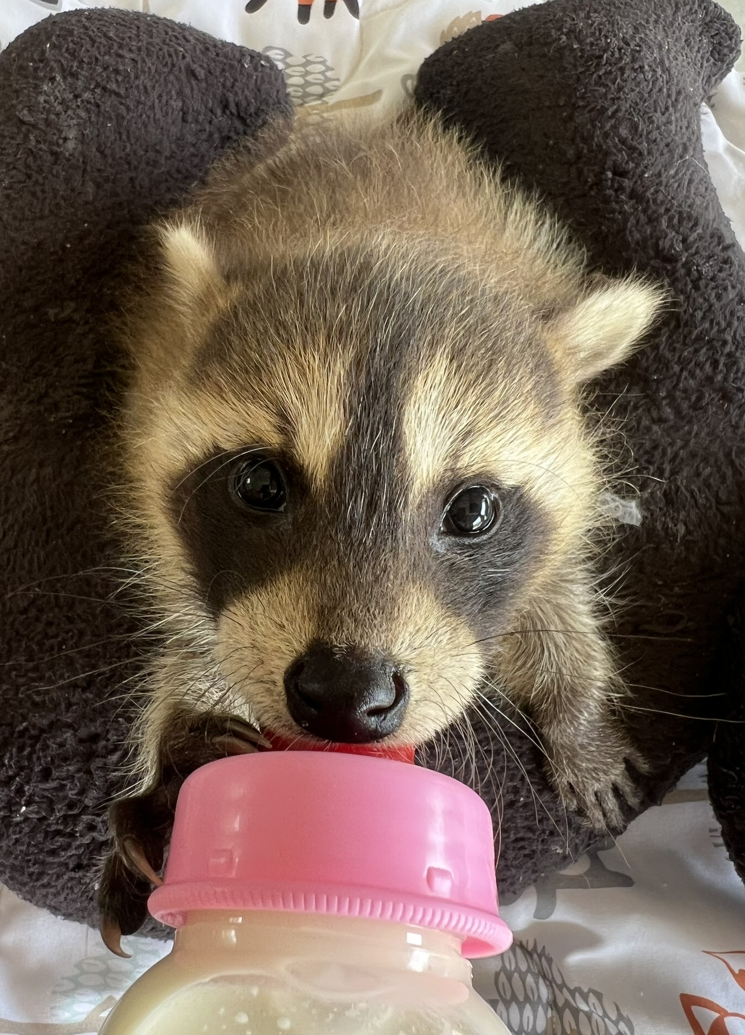Raccoon 13