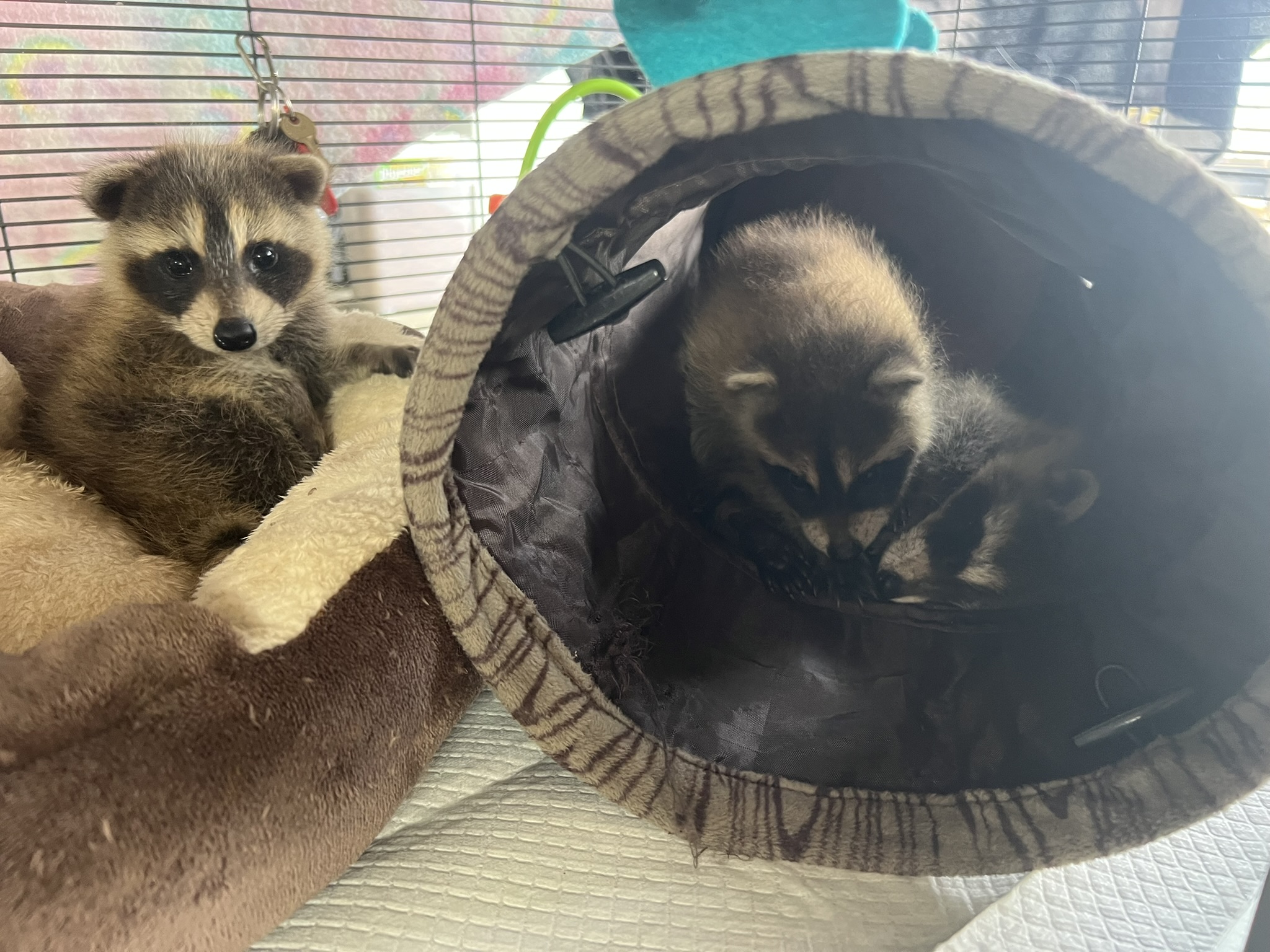Raccoon 14