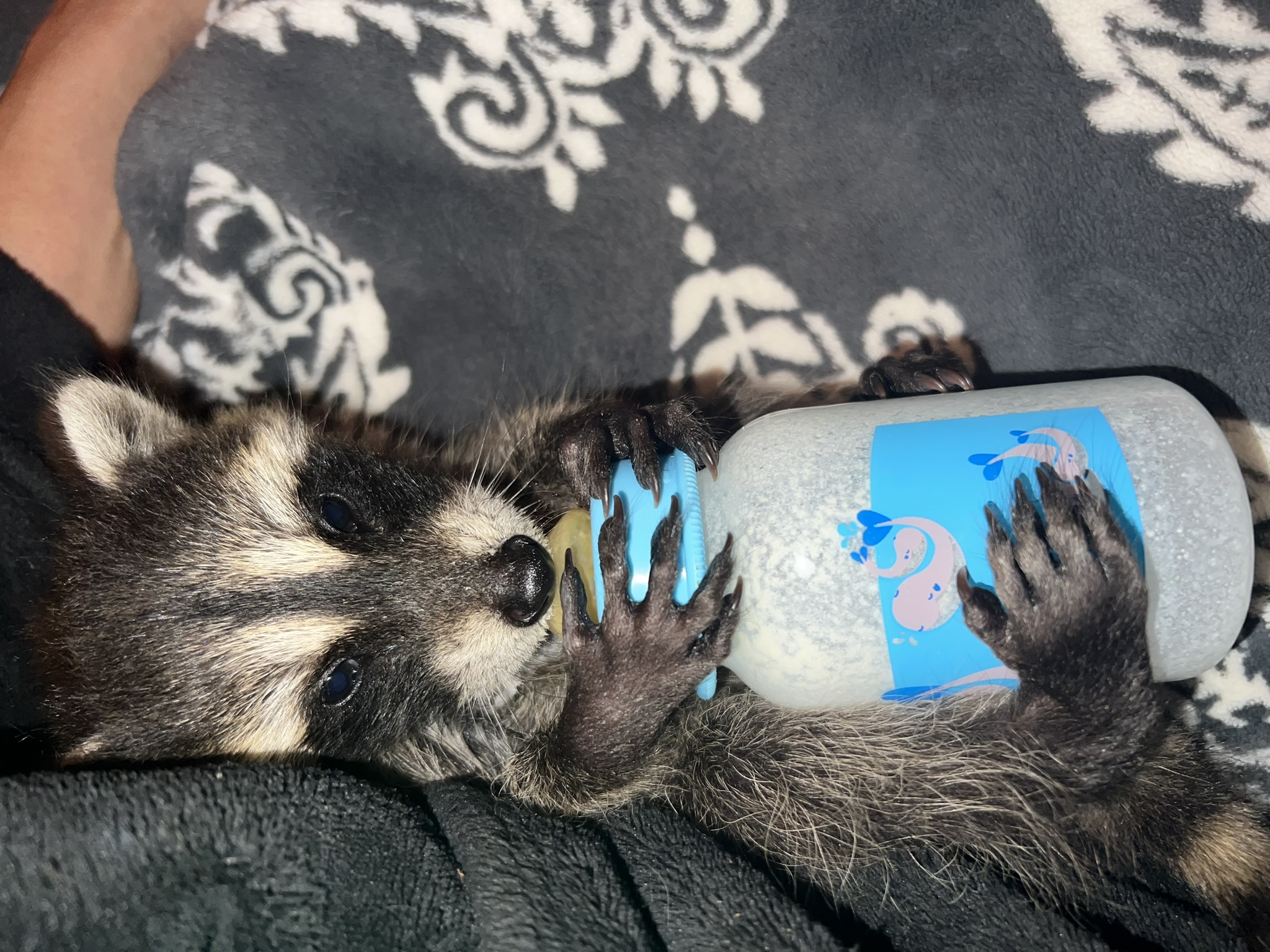 Raccoon 15