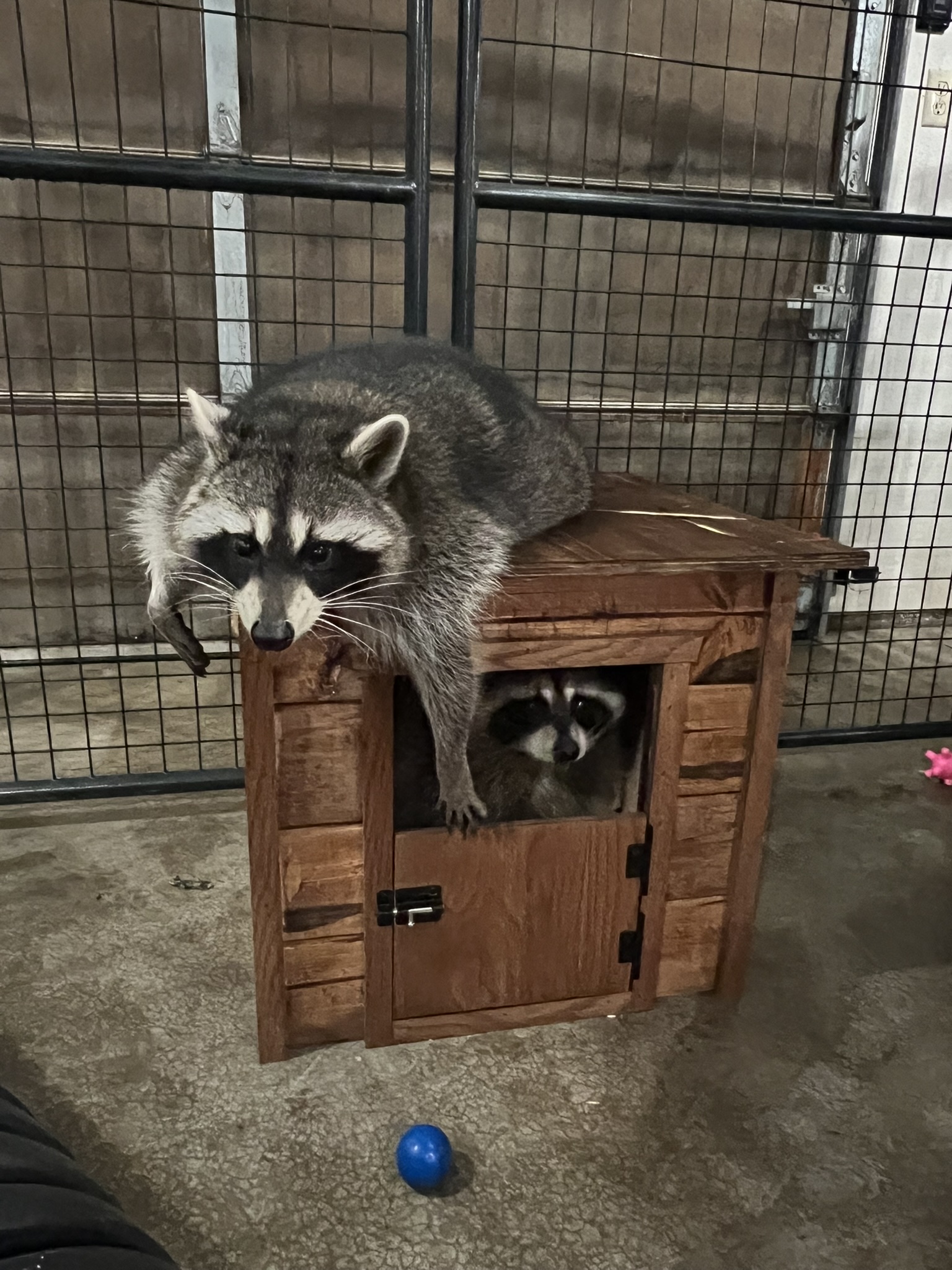 Raccoon 16