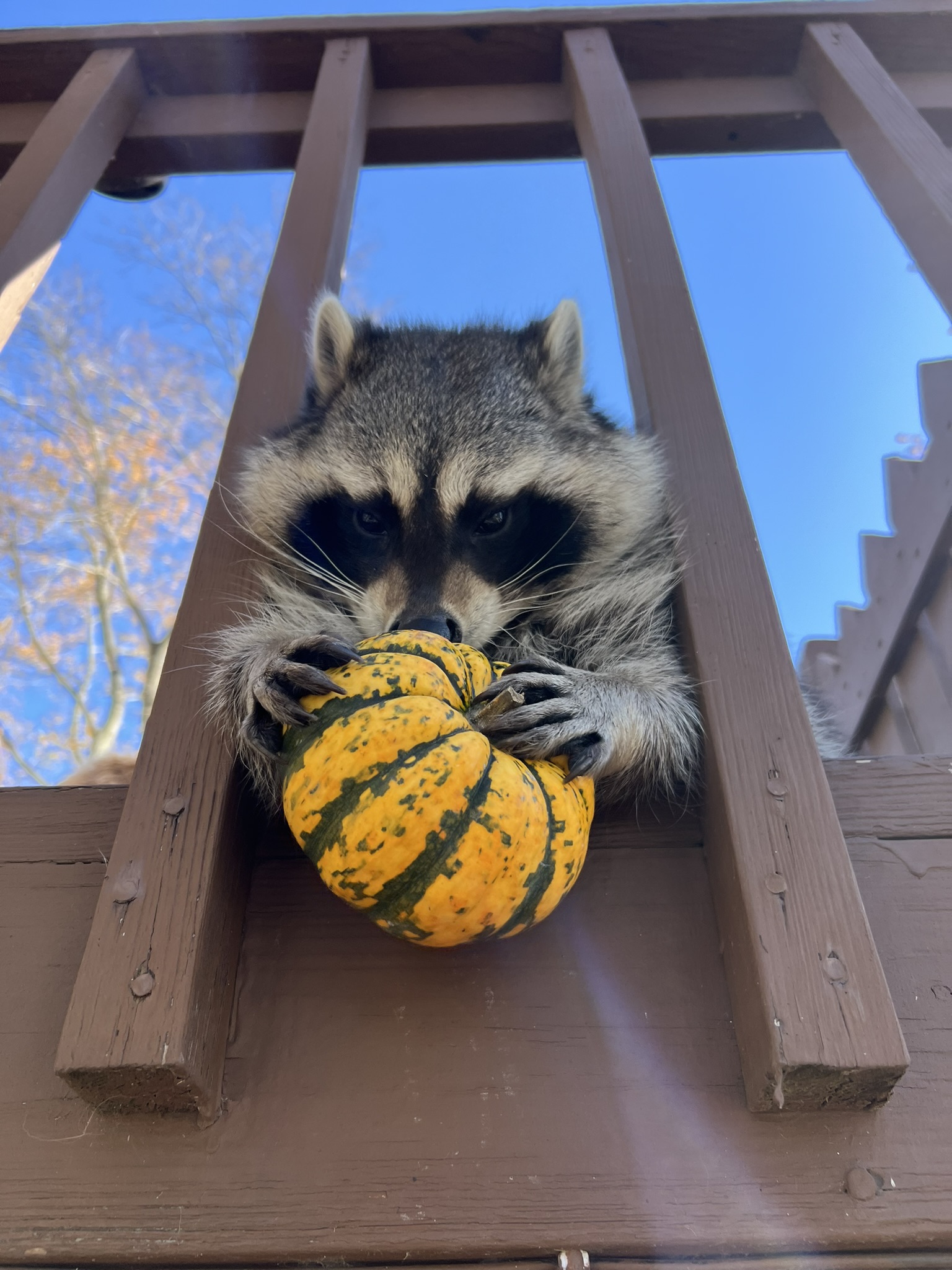 Raccoon 3