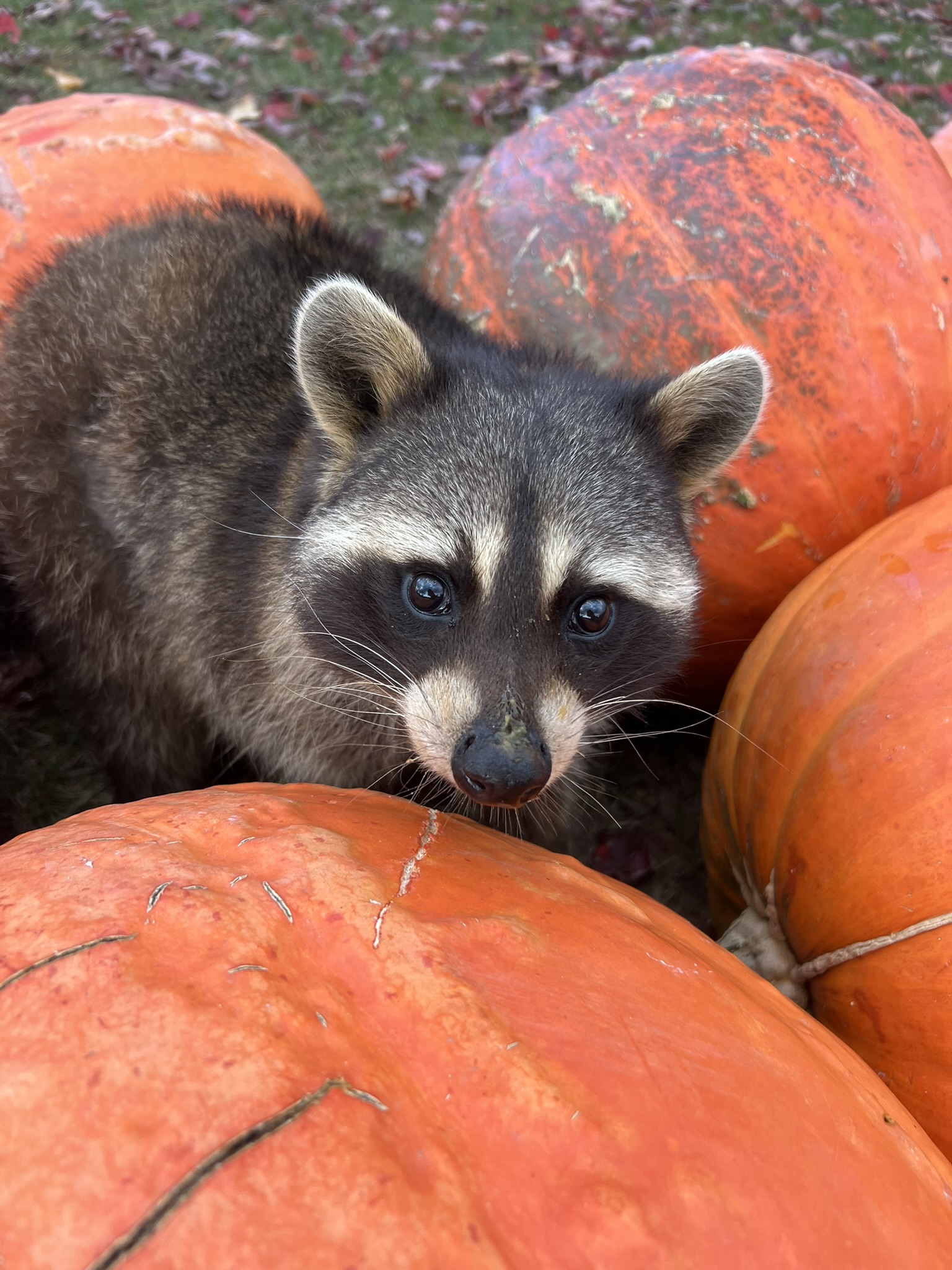 Raccoon 4
