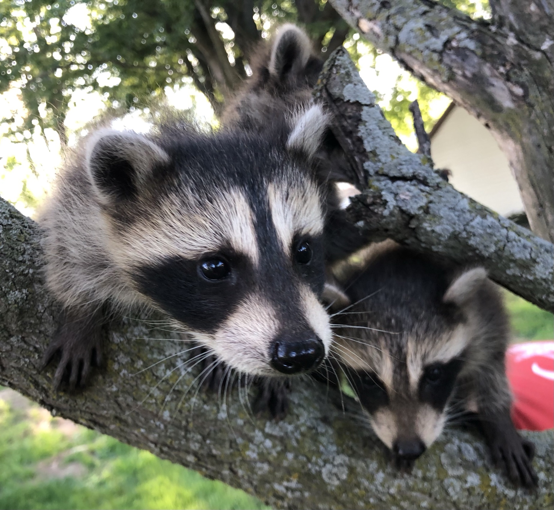 Raccoon 5