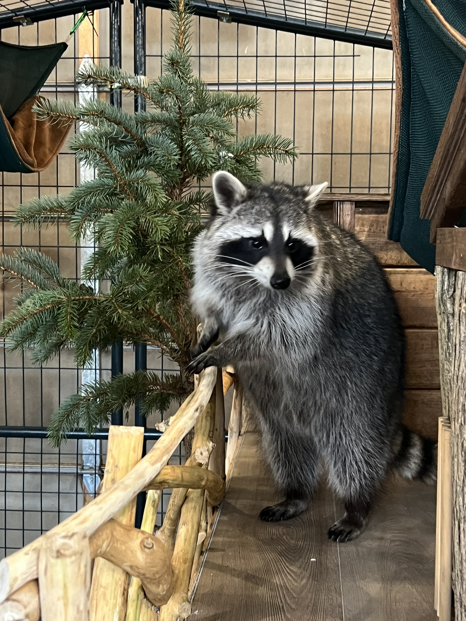 Raccoon 6