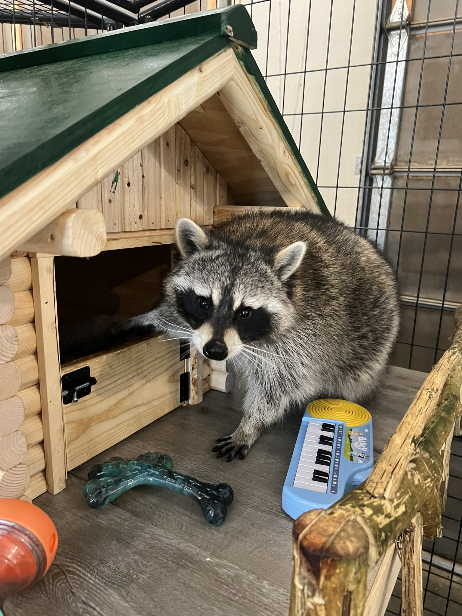 Raccoon 7