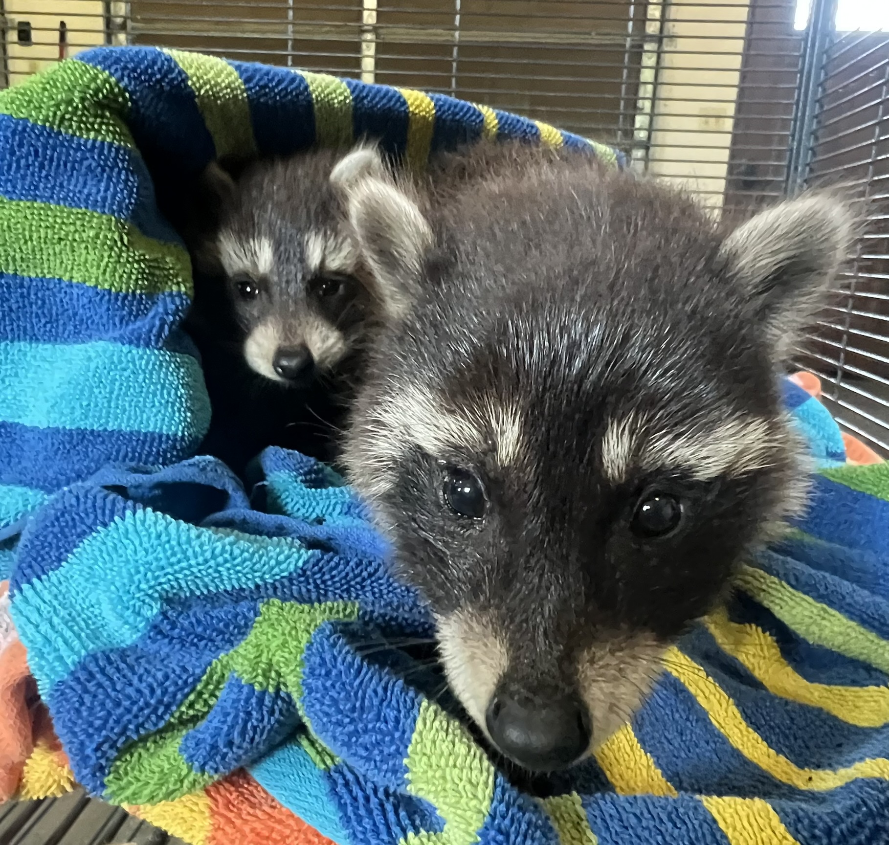 Raccoon 9